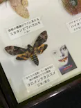 渋谷昆虫探検隊に投稿された画像（2026/7/27）
