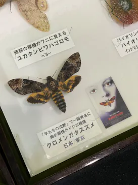 渋谷昆虫探検隊に投稿された画像（2026/7/27）