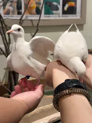 Moff animal cafe イオンモール新利府店に投稿された画像（2026/7/27）