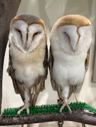 Moff animal cafe イオンモール新利府店に投稿された画像（2026/7/27）