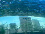 サンシャイン水族館に投稿された画像（2026/7/27）