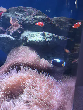 新江ノ島水族館に投稿された画像（2026/7/27）