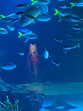 サンシャイン水族館に投稿された画像（2026/7/27）