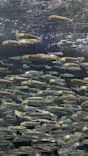 サンシャイン水族館に投稿された画像（2026/7/27）