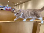 Moff animal cafe イオンモール成田店に投稿された画像（2026/7/27）