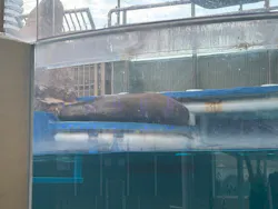 サンシャイン水族館に投稿された画像（2026/7/27）