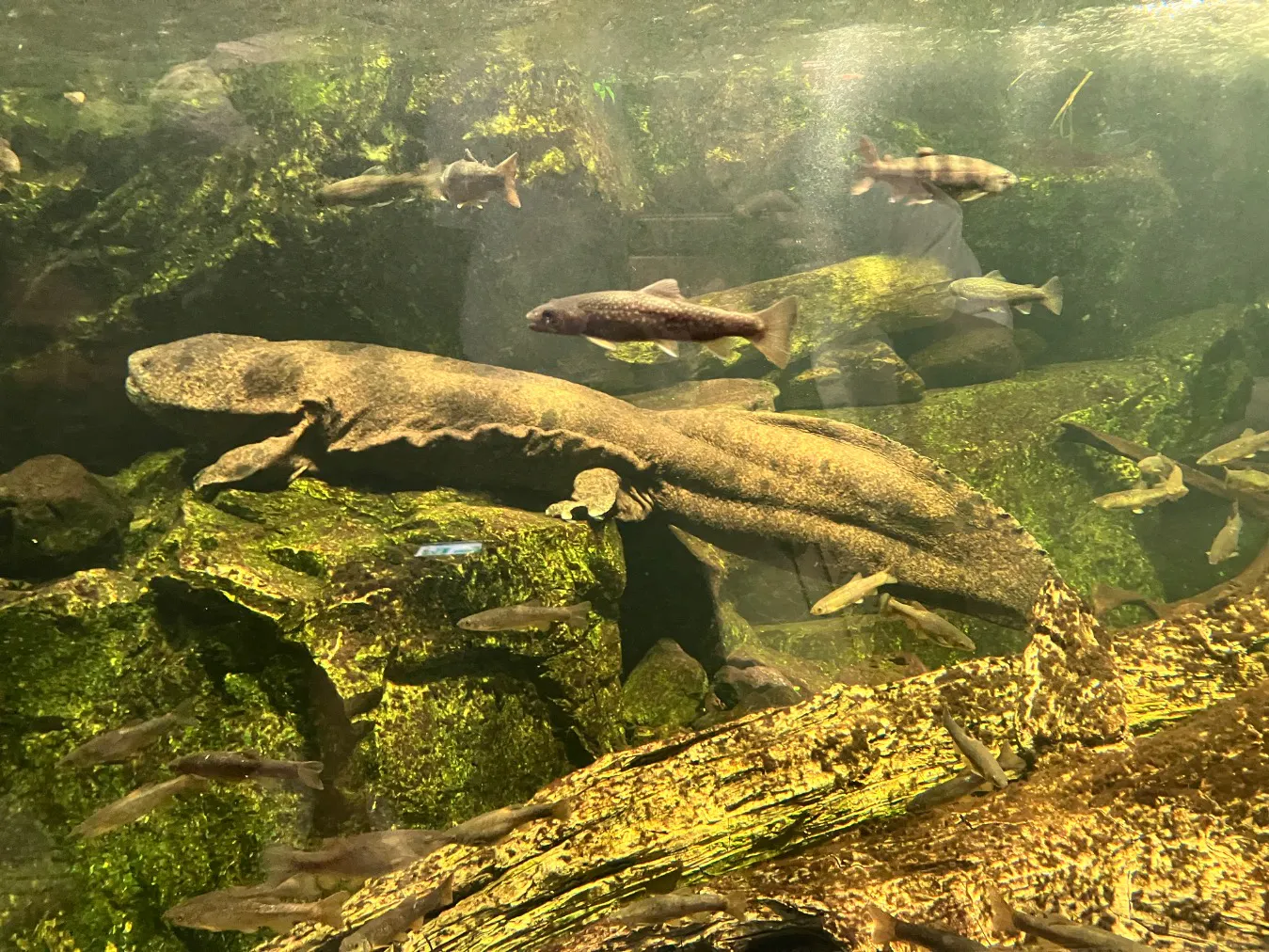 滋賀県立琵琶湖博物館の口コミ ｜水族館と博物館両方楽しめます