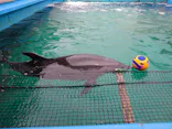 ゼロ距離水族館 伊勢シーパラダイスに投稿された画像（2026/7/27）