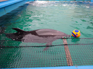 ゼロ距離水族館 伊勢シーパラダイスに投稿された画像（2026/7/27）