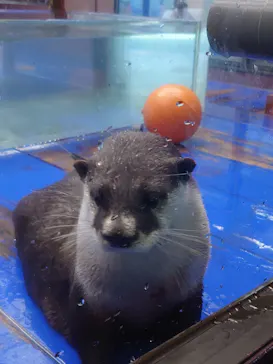 ゼロ距離水族館 伊勢シーパラダイスに投稿された画像（2026/7/27）