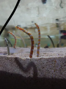 ゼロ距離水族館 伊勢シーパラダイスに投稿された画像（2026/7/27）