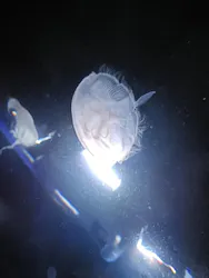 サンシャイン水族館に投稿された画像（2026/7/27）