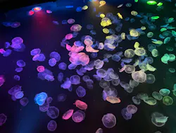 すみだ水族館に投稿された画像（2026/7/27）
