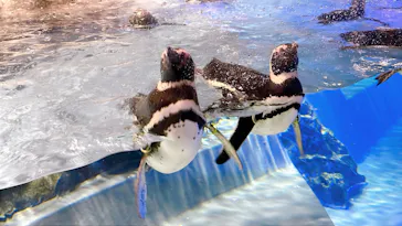 すみだ水族館に投稿された画像（2026/7/27）