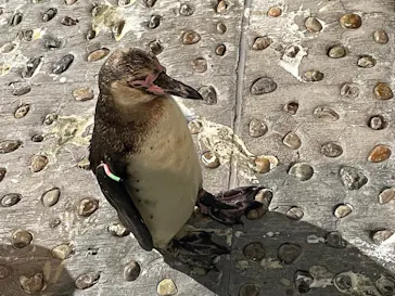 仙台うみの杜水族館に投稿された画像（2026/7/27）