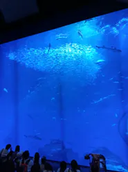 アクアワールド茨城県大洗水族館に投稿された画像（2026/7/27）