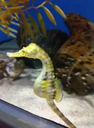 アクアワールド茨城県大洗水族館に投稿された画像（2026/7/27）