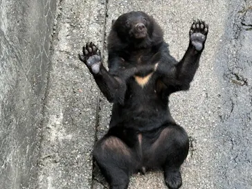 奥飛騨クマ牧場に投稿された画像（2026/7/27）
