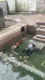 宇都宮動物園に投稿された画像（2026/7/28）