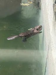 宇都宮動物園に投稿された画像（2026/7/27）
