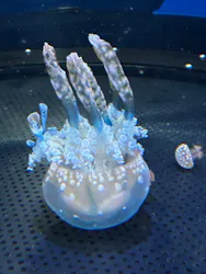 新江ノ島水族館に投稿された画像（2026/7/27）