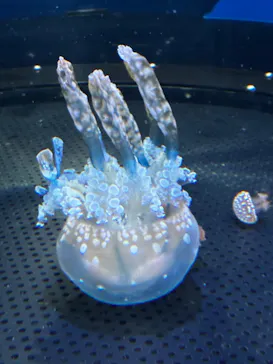 新江ノ島水族館に投稿された画像（2026/7/27）