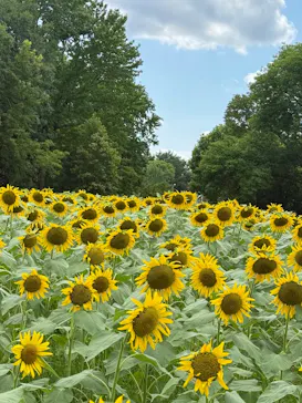 万博記念公園に投稿された画像（2026/7/28）