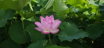 三溪園に投稿された画像（2026/7/28）