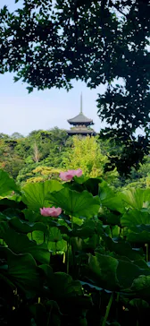三溪園に投稿された画像（2026/7/28）