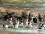 しながわ水族館に投稿された画像（2026/7/28）
