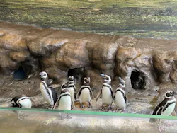 しながわ水族館に投稿された画像（2026/7/28）
