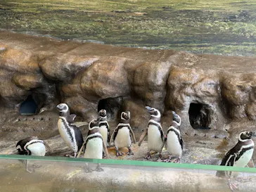 しながわ水族館に投稿された画像（2026/7/28）