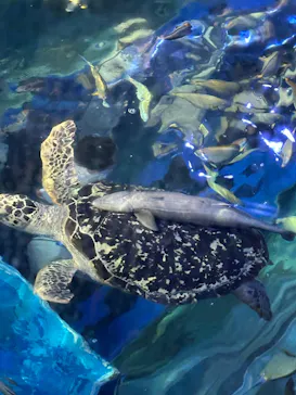 しながわ水族館に投稿された画像（2026/7/28）