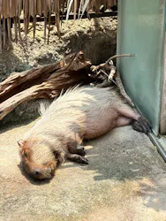 栃木県なかがわ水遊園に投稿された画像（2026/7/28）