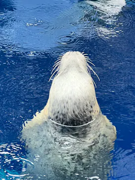 上越市立水族博物館 うみがたりに投稿された画像（2026/7/28）