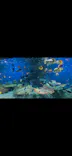 しながわ水族館に投稿された画像（2026/7/28）