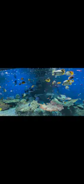 しながわ水族館に投稿された画像（2026/7/28）