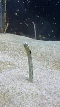箱根園水族館に投稿された画像（2026/7/28）