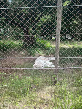 アドベンチャーワールドに投稿された画像（2026/7/28）