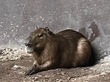 カワスイ 川崎⽔族館に投稿された画像（2026/7/28）