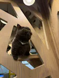 猫カフェモカ 京都河原町店に投稿された画像（2026/7/28）
