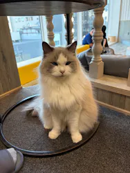 猫カフェモカ 京都河原町店に投稿された画像（2026/7/28）