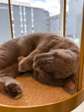 猫カフェモカ 京都河原町店に投稿された画像（2026/7/28）