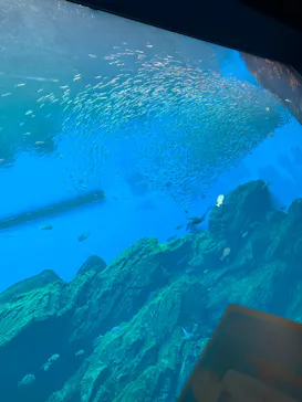 仙台うみの杜水族館に投稿された画像（2026/7/28）