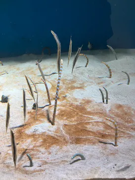 仙台うみの杜水族館に投稿された画像（2026/7/28）