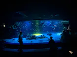 サンシャイン水族館に投稿された画像（2026/7/28）