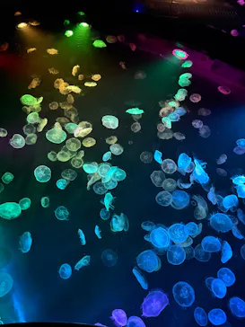 すみだ水族館に投稿された画像（2026/7/28）