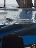 上越市立水族博物館 うみがたりに投稿された画像（2026/7/28）