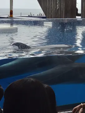 上越市立水族博物館 うみがたりに投稿された画像（2026/7/28）