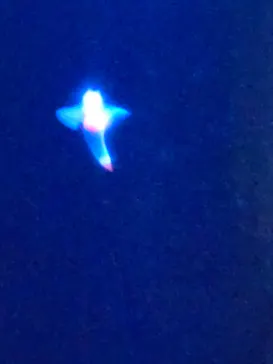 上越市立水族博物館 うみがたりに投稿された画像（2026/7/28）